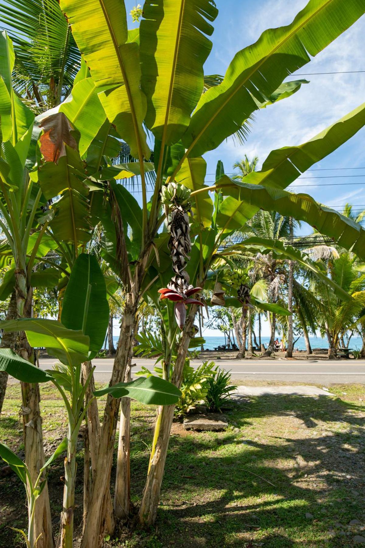 Casa Blanca Beachfront House With Shared Pool Access Pangea Lodge 曼萨尼约 外观 照片